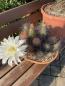 Preview: Helianthocereus huascha